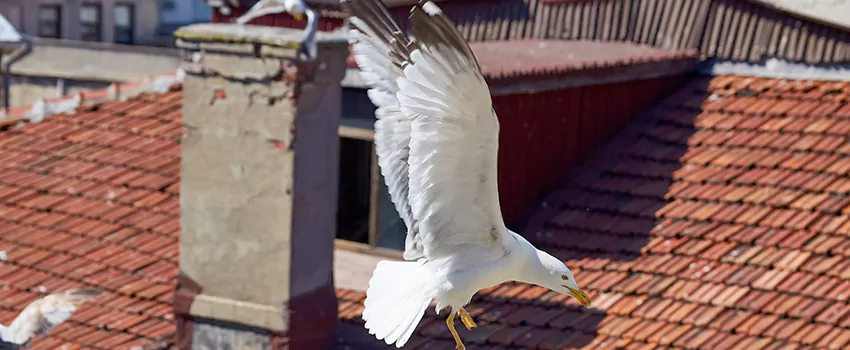 Residential Chimney Animal Removal Solution in Grandville, MI